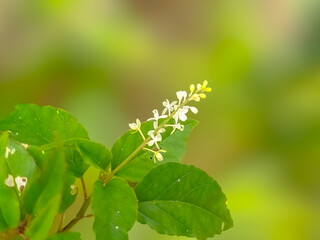 A small spray of delicate white flowers is shown growing on a leafy stem with a soft, green background.