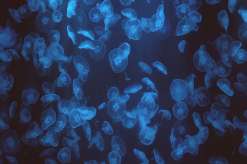 Glowing jellyfish drifting gracefully in deep blue waters create a mesmerizing underwater spectacle