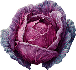 Obraz premium Vibrant red cabbage head isolated on transparent background for culinary and design projects