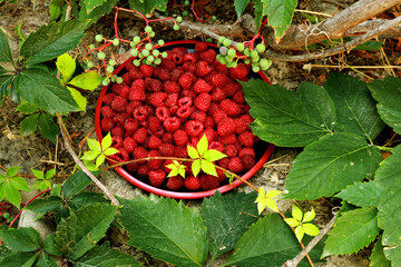ripe raspberries in the garden