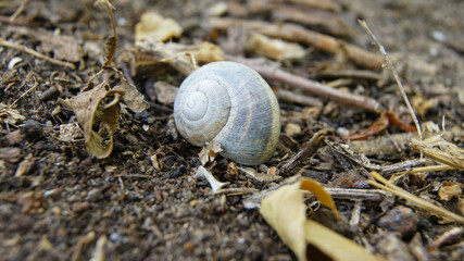 Snail Earth Dirt