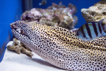 Honeycomb or leopard moray, Gymnothorax favagineus. Predatory moray lies in wait for prey. Leopard moray close-up. 