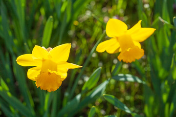 Gelbe Narzissen, Narzissenblüte  (Narcissus Pseudonarcissus), Deutschland