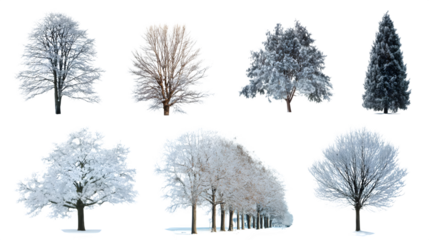 Snow-covered winter trees in different shapes, isolated on white