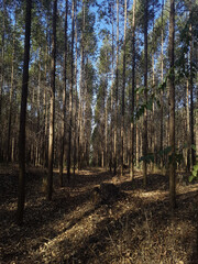 Eucalyptus plantation
