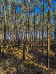 Eucalyptus plantation