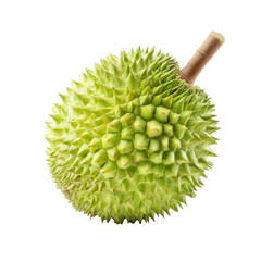 Single, whole durian fruit, light green, spiky shell, stem