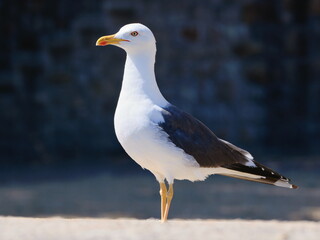 Elegant seagull standing tall on one leg in a natural pose against a dark background