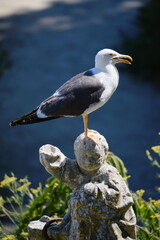 Seagull perched on a weathered stone statue in a garden