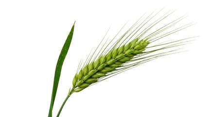 Fototapeta premium Close up of a green wheat ear with a single blade isolated on transparent background