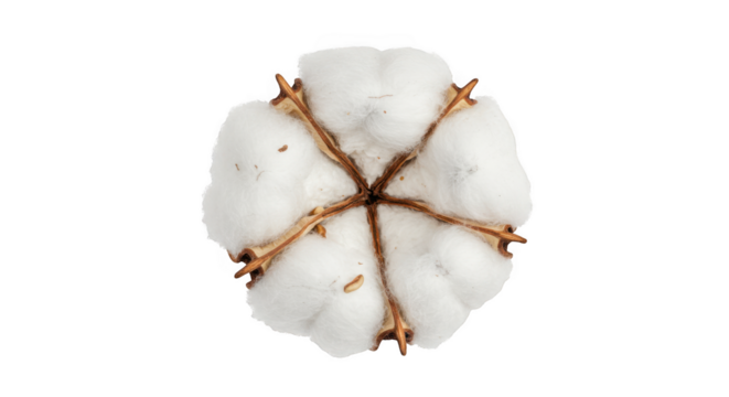 Close up view of a single fluffy white cotton boll with brown fibers isolated on transparent background