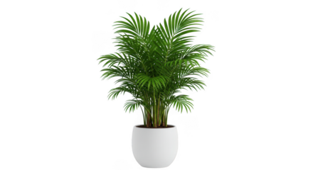 Tall green palm plant in a white pot isolated on transparent background