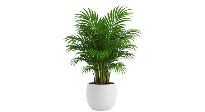 Tall green palm plant in a white pot isolated on transparent background