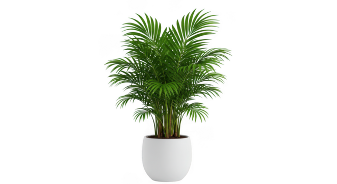 Tall green palm plant in a white pot isolated on transparent background