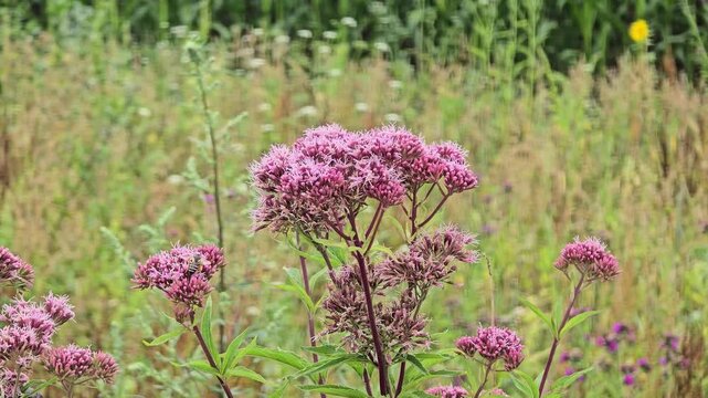 Close-up of blooming eupatorium purpureum in natural wildflower meadow.
