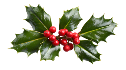 Festive holly leaves with red berries for seasonal decoration, isolated on white