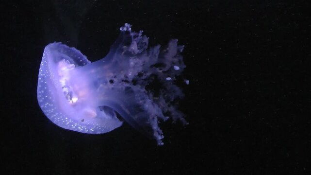 Phyllorhiza jellyfish in aquarium 