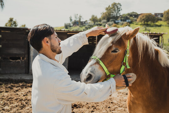 Healty And Young Horse Visited By The Veterinarian