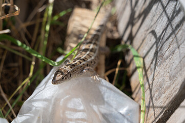 A small lizard is comfortably sitting on top of a crumpled plastic bag