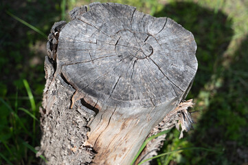 Here is a closeup view of a tree stump resting in the grass