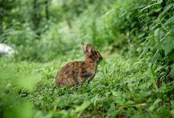 Cute brown rabbit sitting on green grass and eating fresh grass in summer garden