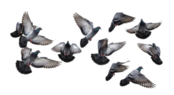 Dynamic flock of common pigeons (Columba livia) in graceful, powerful flight, wings spread and flapping, grey-feathered plumage, against a transparent seamless studio background with copy space, no