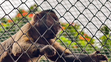 A brown monkey sits in a wire cage, looking out, with plants visible behind the enclosure.