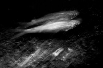 Artistic black and white photo of two fish swimming in unison. Long exposure creates a surreal...