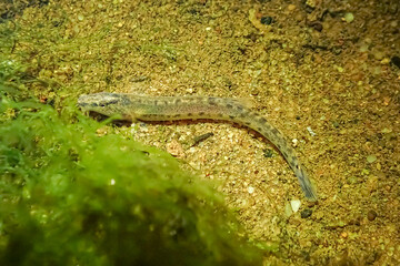 Underwater photo of a golden loach (Sabanejewia aurata) resting on a sandy bottom with green algae....