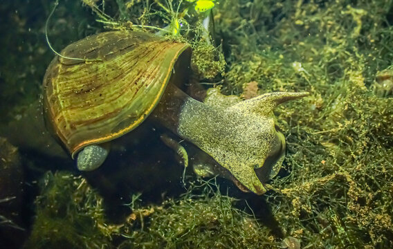 Close-up of a great pond snail (Lymnaea stagnalis) crawling on the bottom of a freshwater body. Visible shell, tentacles, and algae. Natural underwater environment