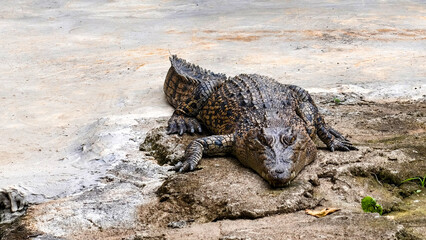 A crocodile rests on a rocky surface near water, its textured skin and watchful eyes are visible.