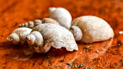 Close-up of several weathered, off-white seashells resting on a dark wood surface.