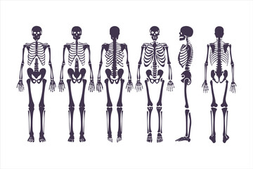 Human skeletal anatomy set showing different body types. Vector illustration of skeletons with varying BMI for medical infographics or obesity concepts.