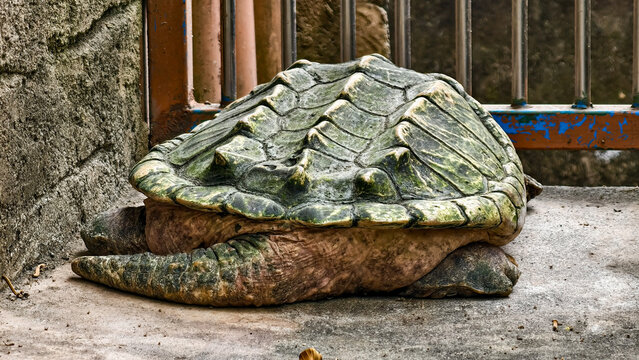 Solitary alligator snapping turtle rests near aged concrete and rusted metal fence