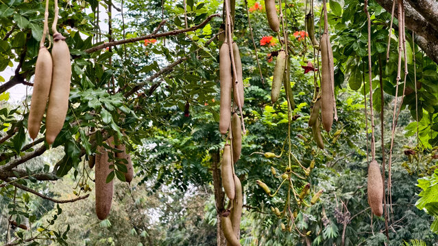 Spectacular showcase of Kigelia africana, commonly known as the sausage tree magnificence
