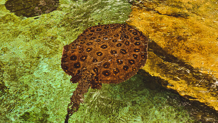 Spotted stingray gliding through the crystal clear shallows of tropical waters