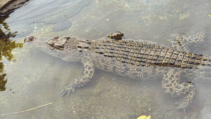 A crocodile is partially submerged in murky water, showcasing its textured scales and body.