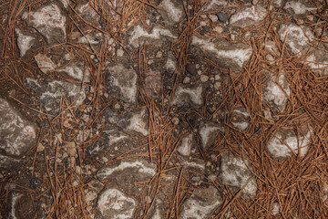 Textura de Pedras Claras e Agulhas de Pinheiro | Light Stone Texture with Pine Needles
