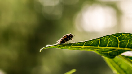 Close-up of a fly on a vibrant green leaf, bathed in soft sunlight.