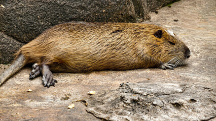A large, brown coypu rests peacefully on a rocky surface, its fur appearing thick and slightly damp.