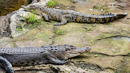 Two crocodiles rest on a rocky surface, basking in sunlight, with detailed scales.