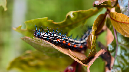 A vibrant caterpillar with striking black, white, orange, and blue markings crawls on a green leaf.