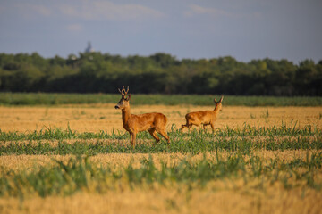 roe deer