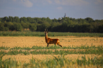 roe deer