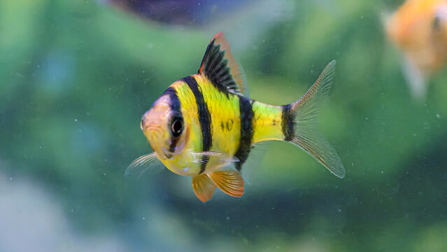 A vibrant tiger barb fish swims gracefully in an aquarium, showcasing its distinctive yellow and black stripes.
