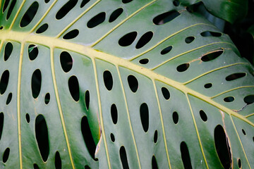 Un fondo tropical que presenta el diseño único y el exuberante color verde de una hoja de...