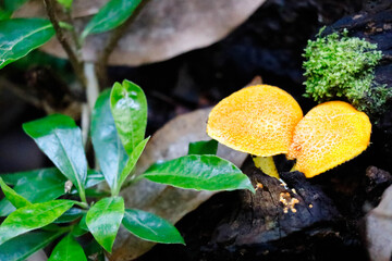 Una vista de cerca de delicados hongos naranjas que prosperan en su hábitat natural, ubicados...
