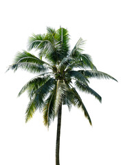 coconut tree isolated on transparent background, PNG Format