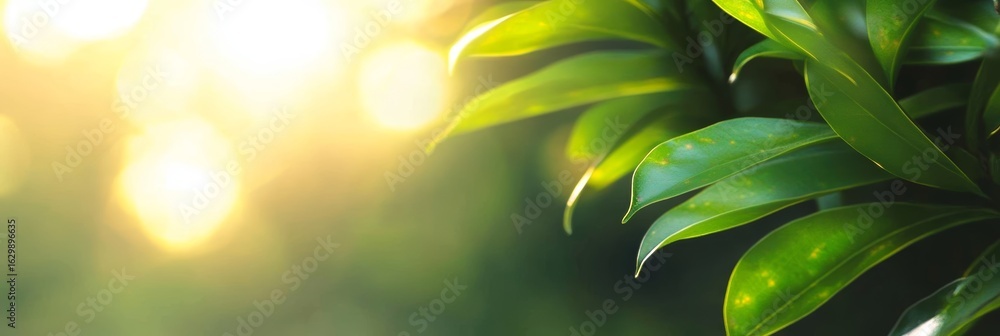 Poster sunlight filtering through leaves creating a vibrant background with beautiful green bokeh effects
