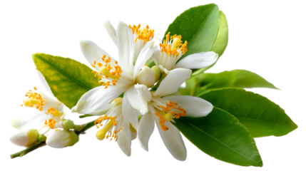 A close up shot of delicate white citrus blossoms with bright yellow stamens clustered together, surrounded by vibrant green leaves with visible veins.
